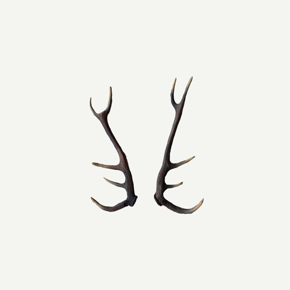 100562 Leitold Deer Antler (1 Pair)