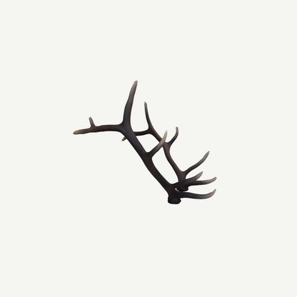 100565 Leitold Red Deer Antler (1 Pair)